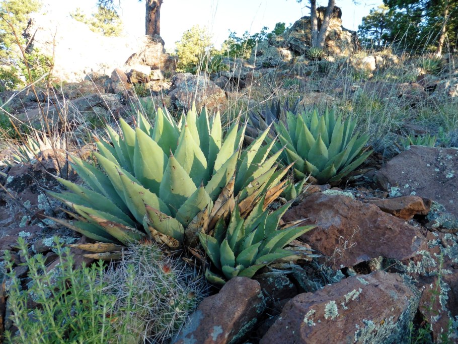 Cylindropuntia baylissiana
