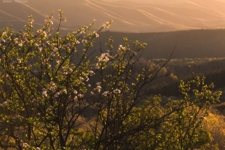 Яблоня Сиверса цветение