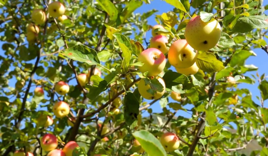 Дикая яблоня Сиверса