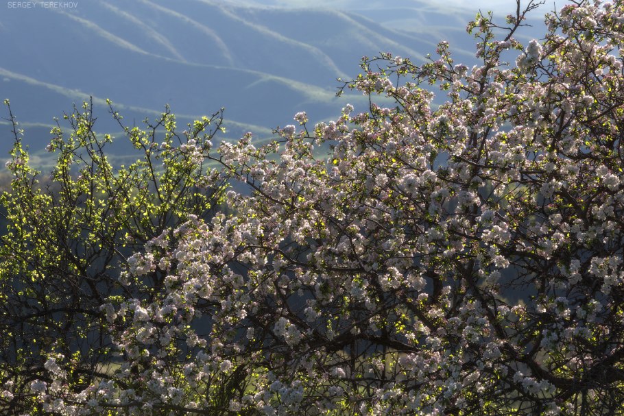 Яблоня Сиверса цветение