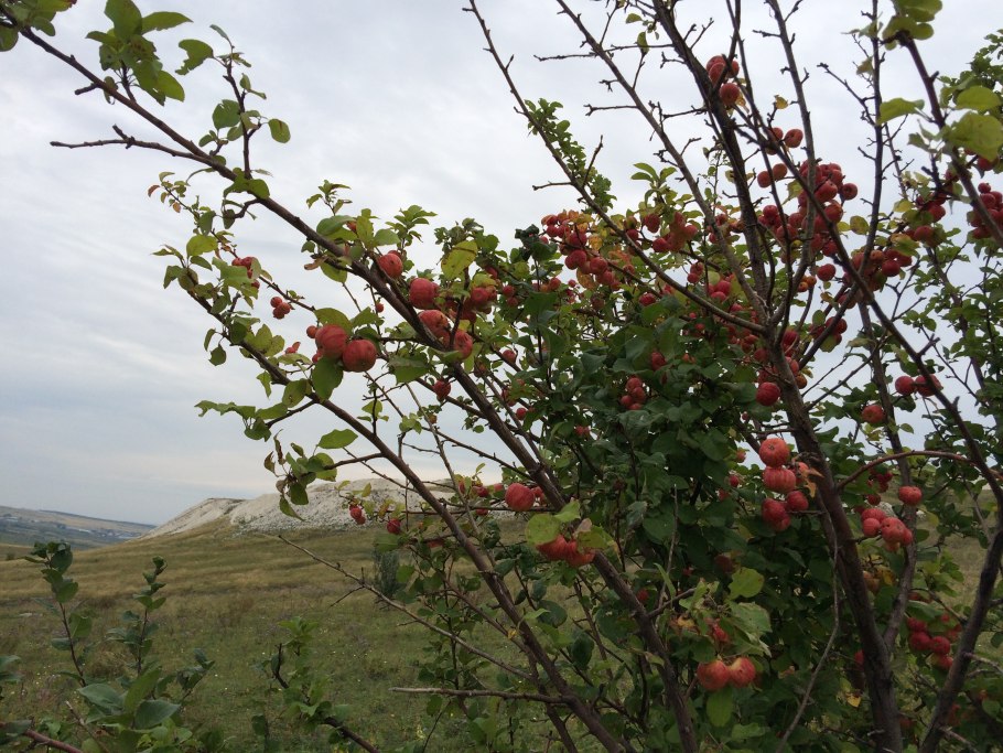 Боярышник восточный (crataegus orientalis)