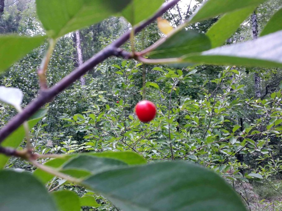 К какому семейству относится лиственное дерево яблоки