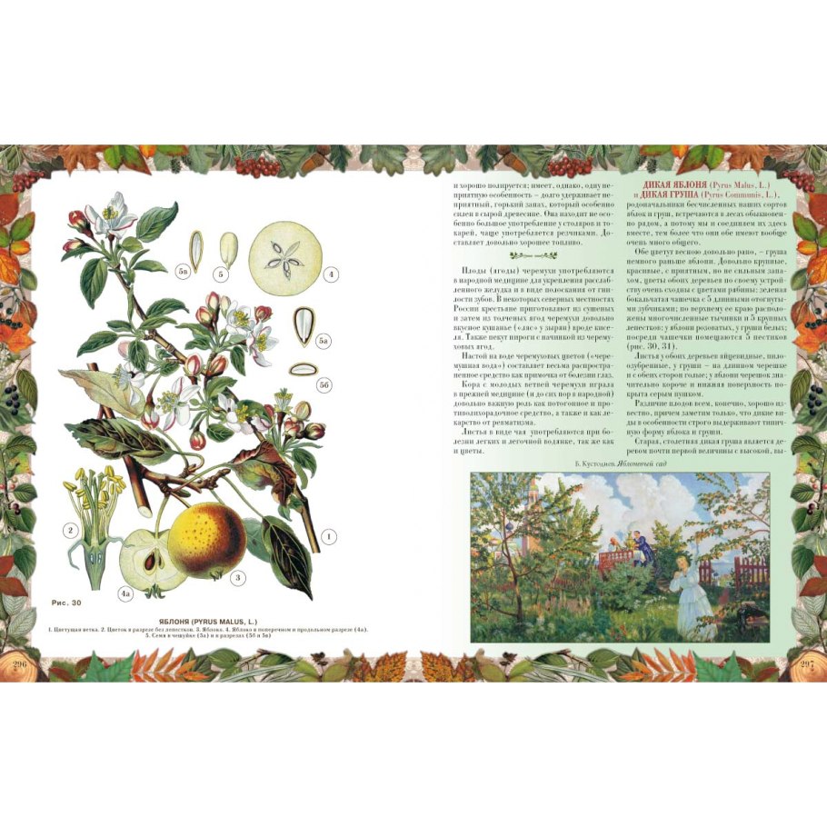 Райские яблочки Ранетки