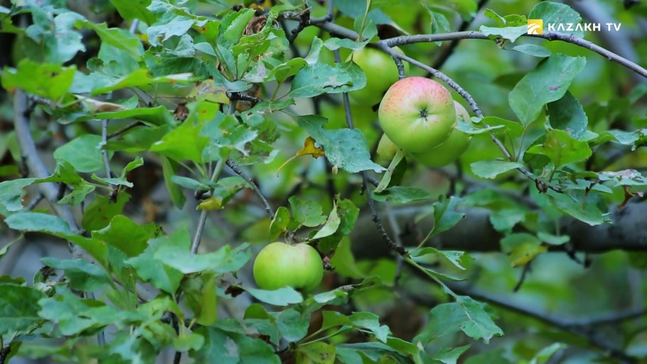 Яблоня Сиверса в Казахстане