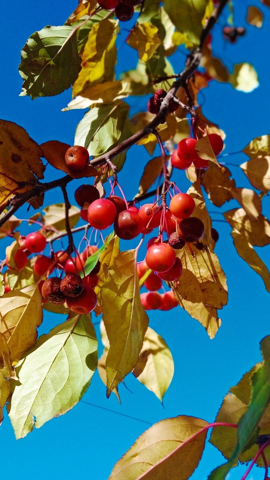 Боярышник шарлаховый