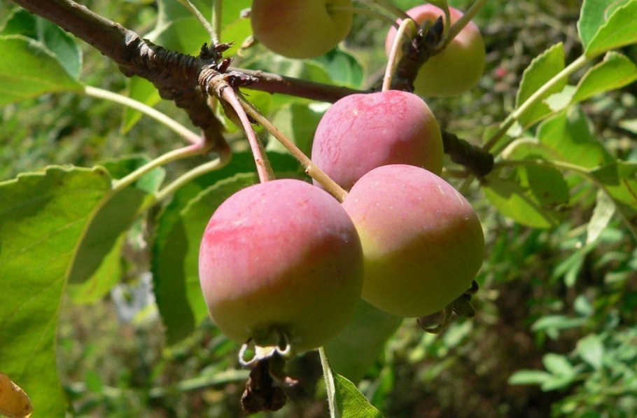 Дикая яблоня Сиверса
