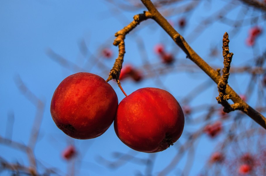 Яблоня с маленькими несъедобными