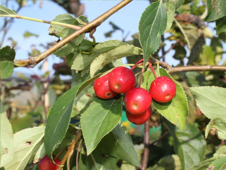 Crab Apple яблоня Дикая
