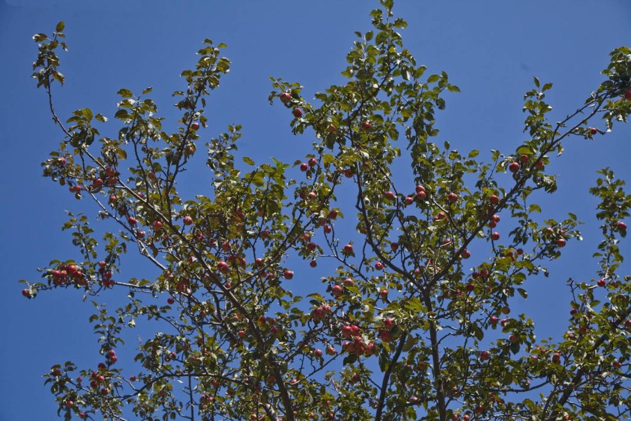 Яблоня Сиверса плоды