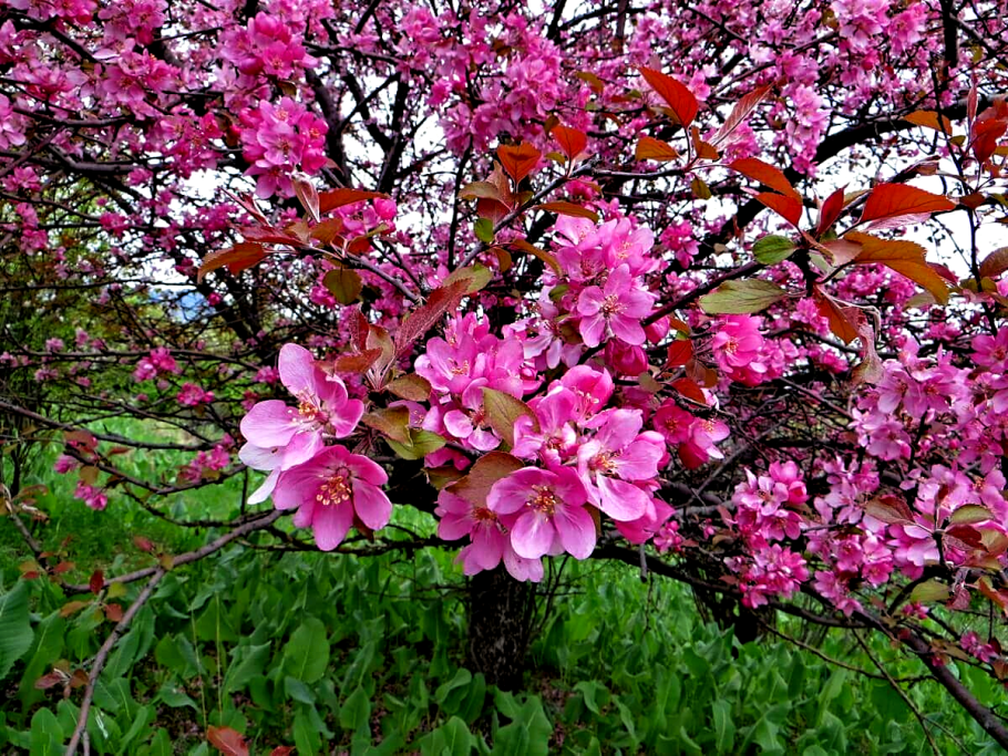 Яблоня Сиверса