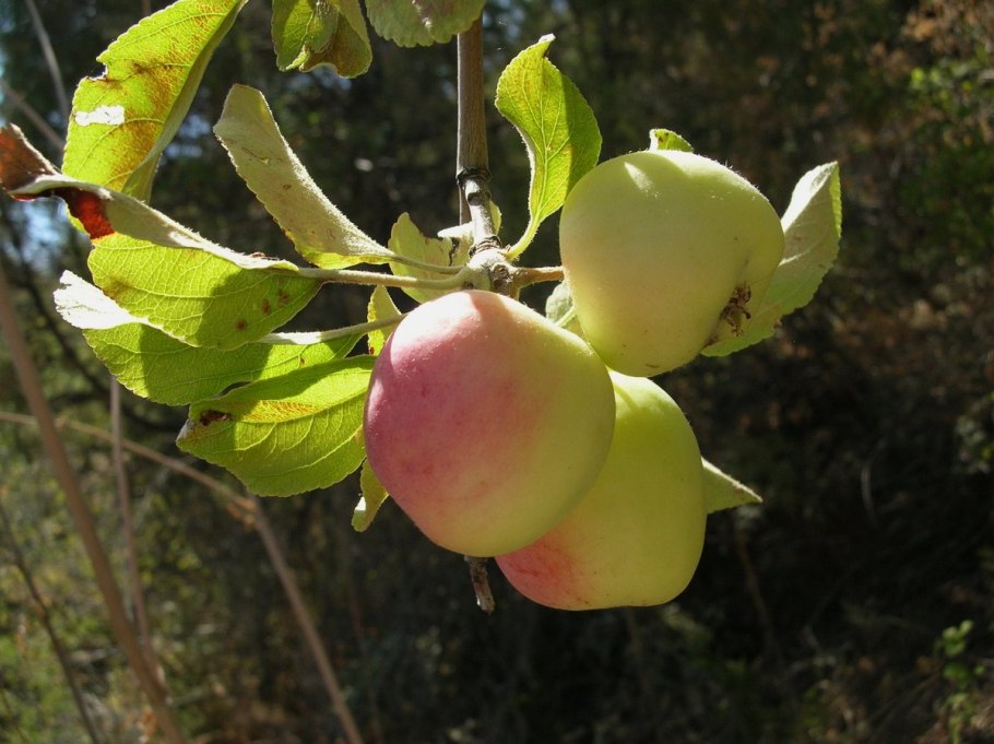 Malus sieversii