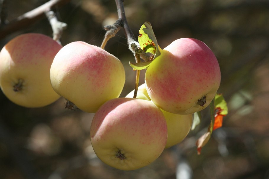 Яблоня Сиверса