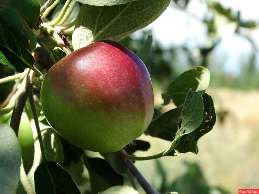 Жикая Яблонька Сиверса
