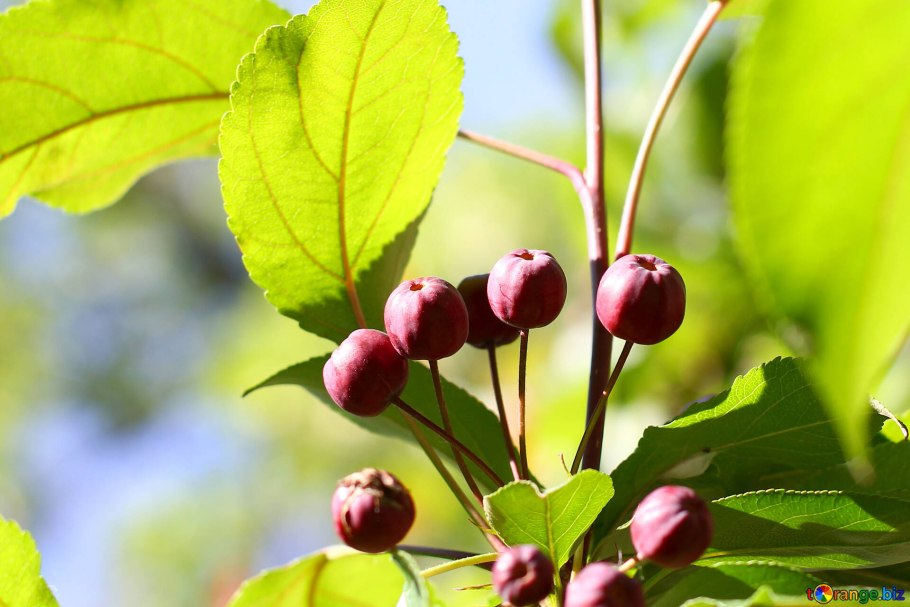 Глазею в два яблочка дичка