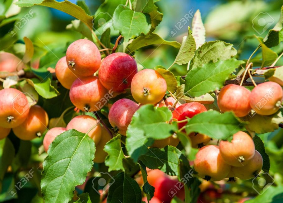 Дикая яблоня культурная дерево