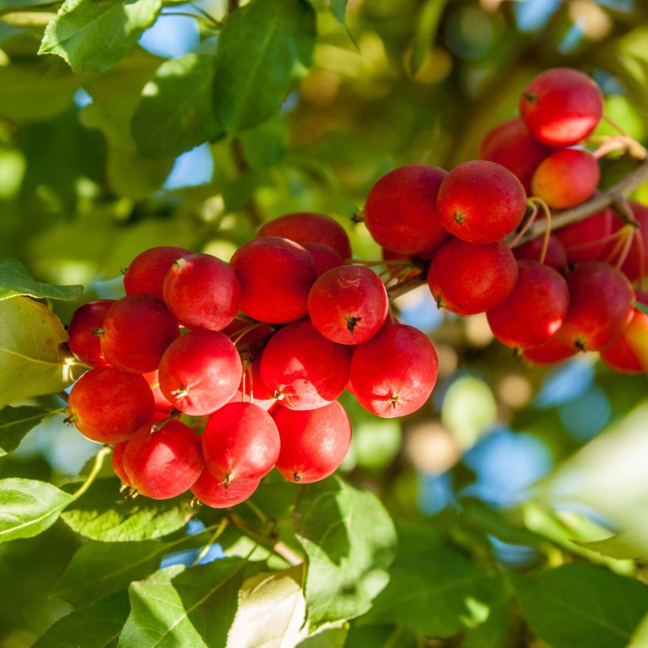 Черешня винка