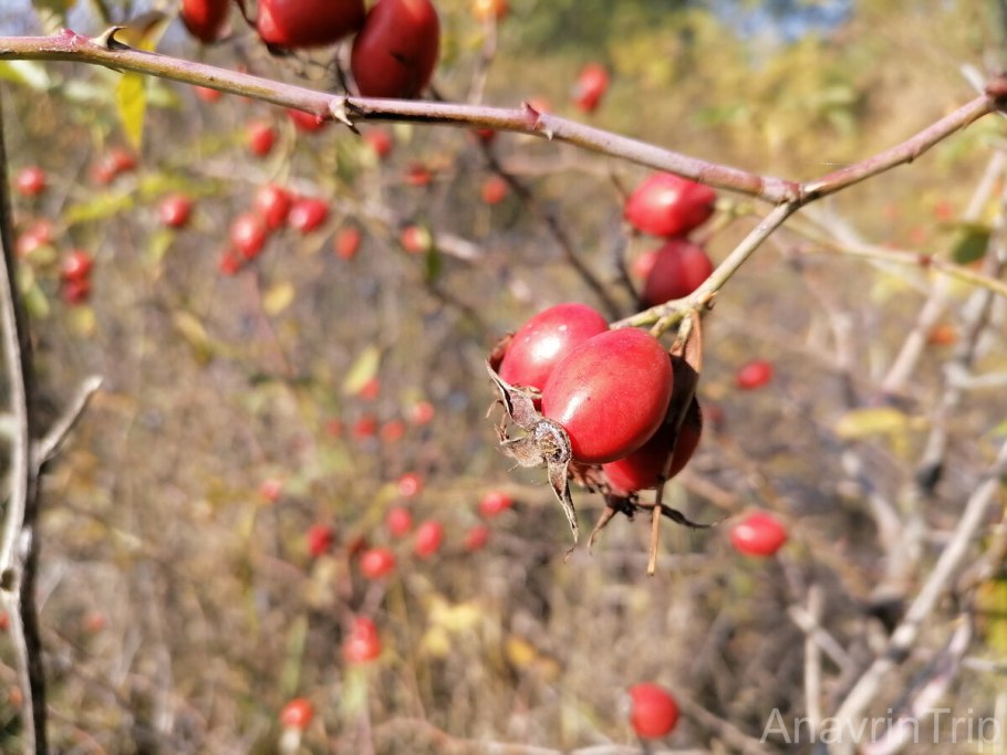 Среднеазиатская Дикая яблоня