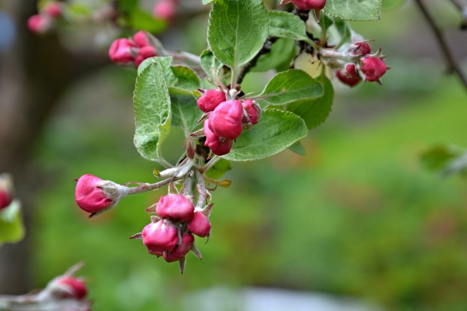 Яблоня Дикая Malus Sylvestris