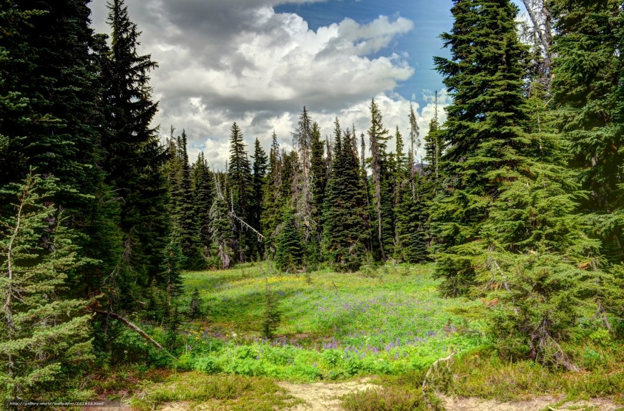 Тайга (хвойные леса) в Питере