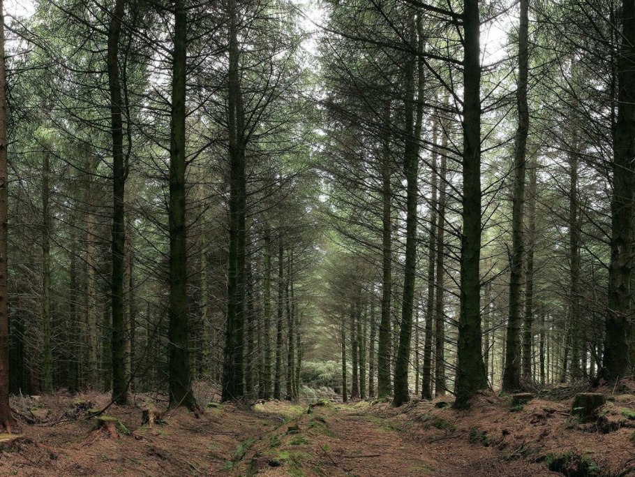 Еловый лес маиркатф