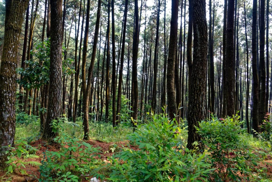 Сосняк ЯГОДНИКОВЫЙ