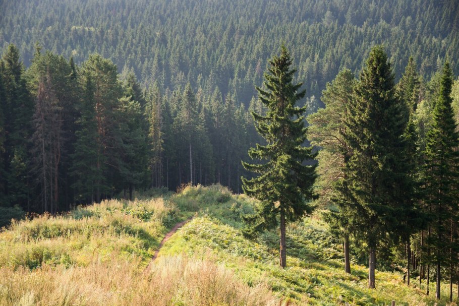 Евразийский хвойный лес