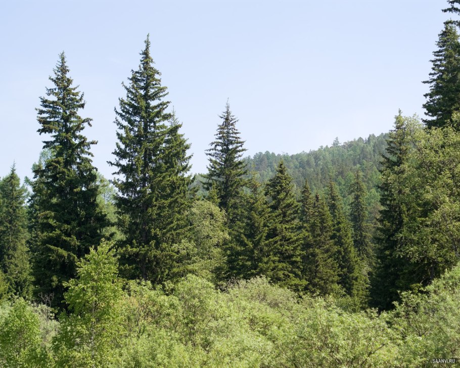 Глубокий лес