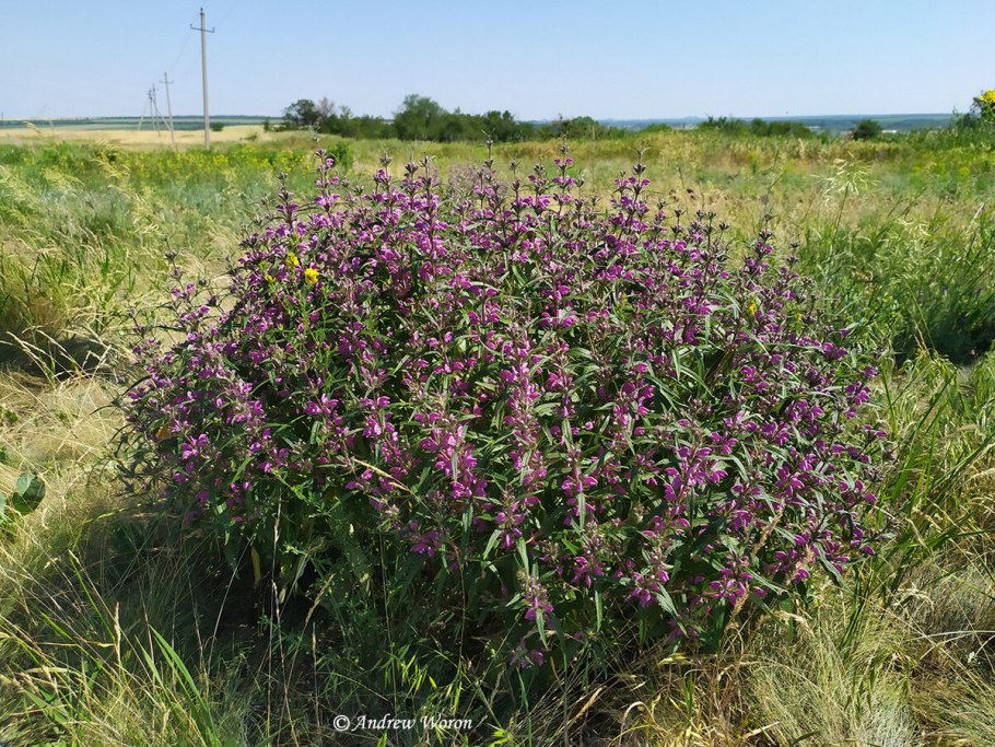 Зопник клубненосный (Phlomis tuberosa)