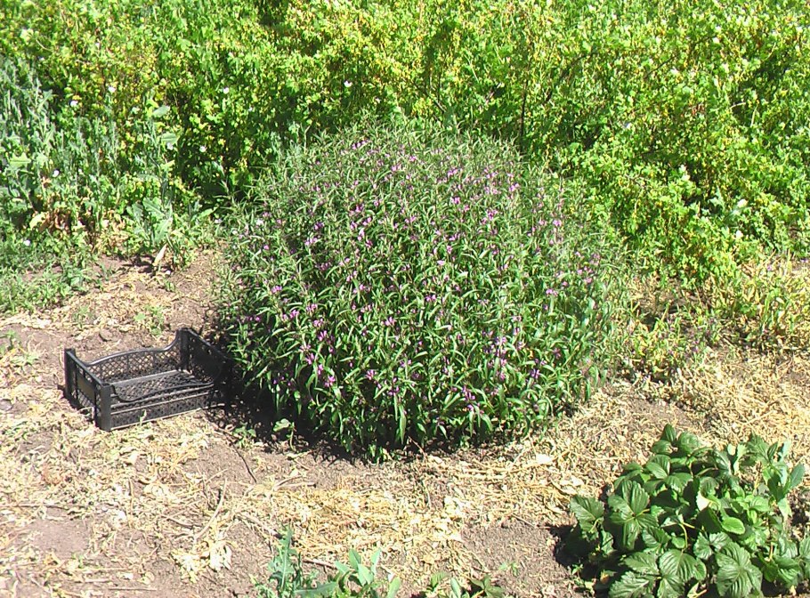 Phlomis tuberosa