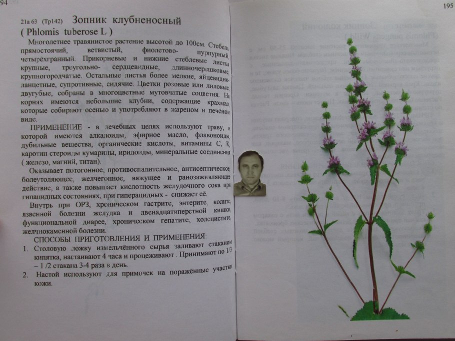 Зопник клубненосный гербарий