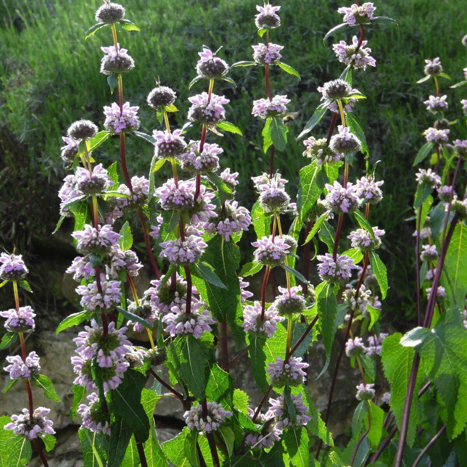 Зопник клубненосный (Phlomis tuberosa)