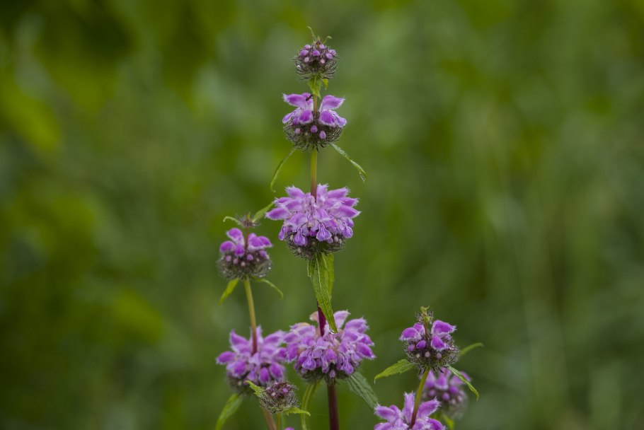 Зопник клубненосный (Phlomis tuberosa)