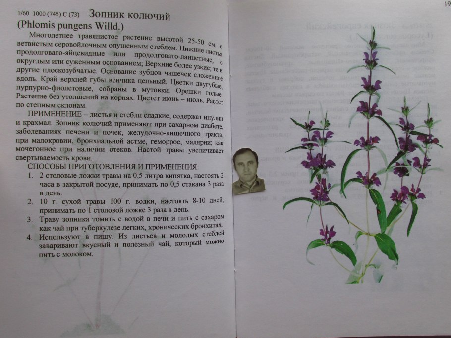 Зопник клубненосный