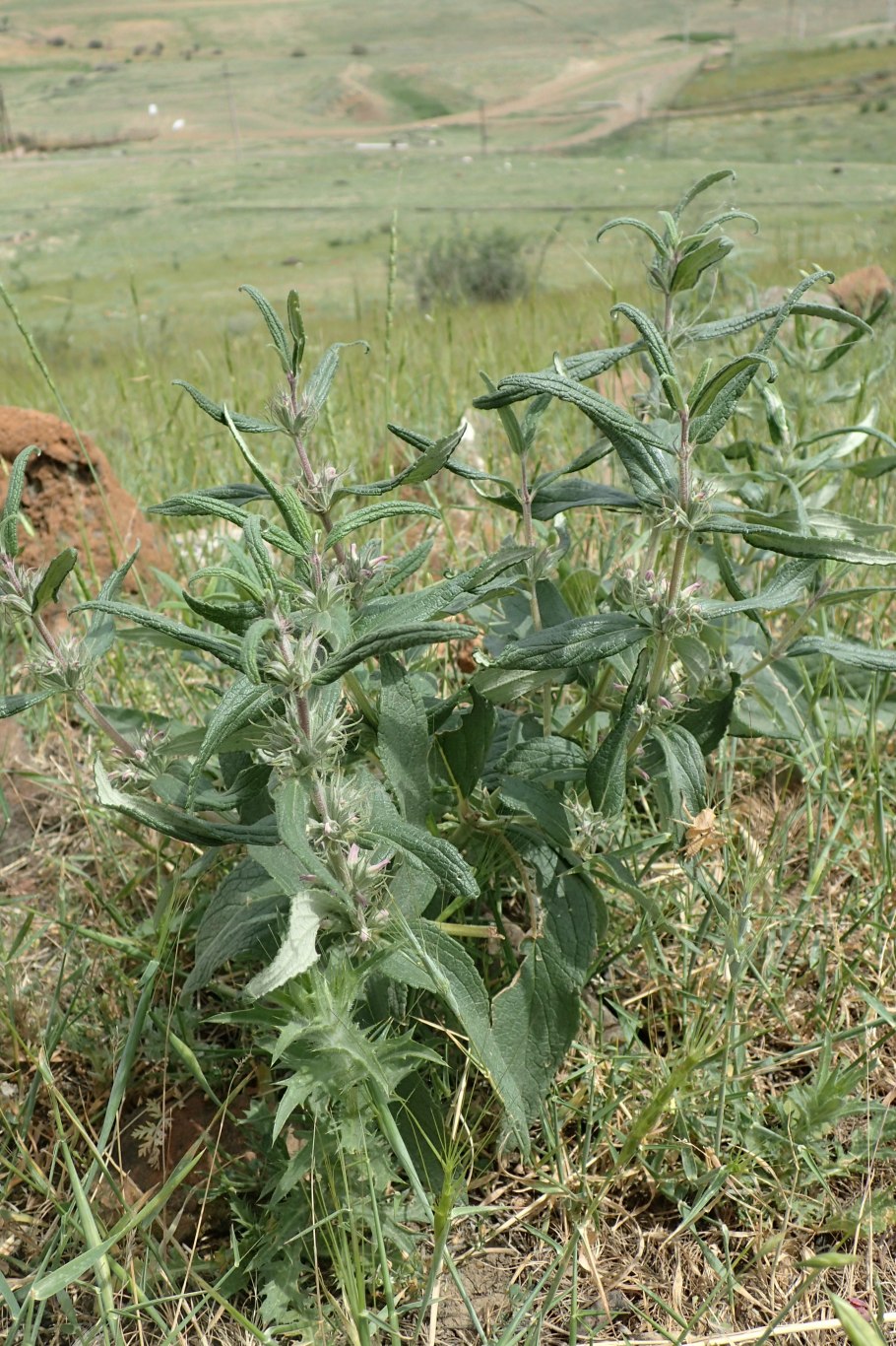 Зопник клубненосный (Phlomis tuberosa)