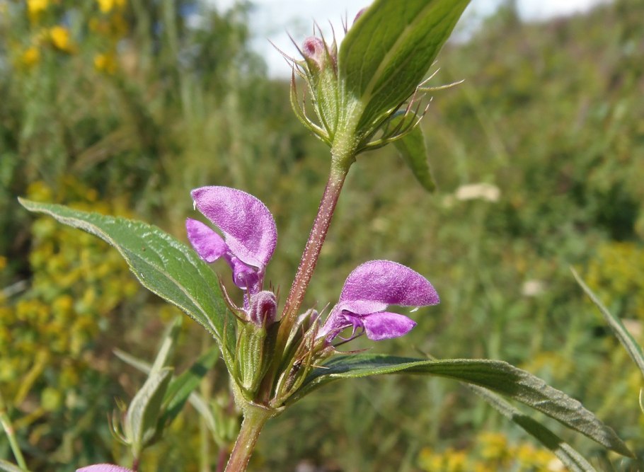 Зопник кустарниковый Phlomis fruticosa