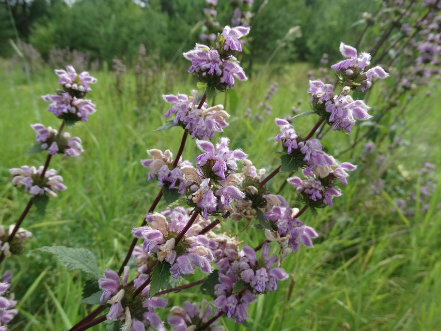 Зопник клубненосный (Phlomis tuberosa)
