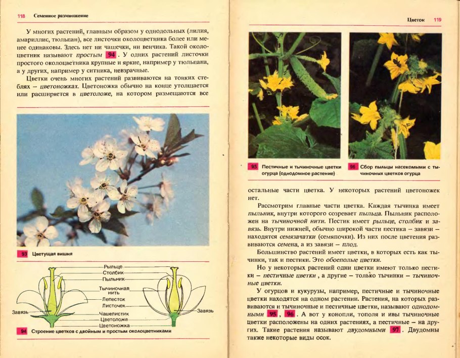Строение семени с эндоспермом