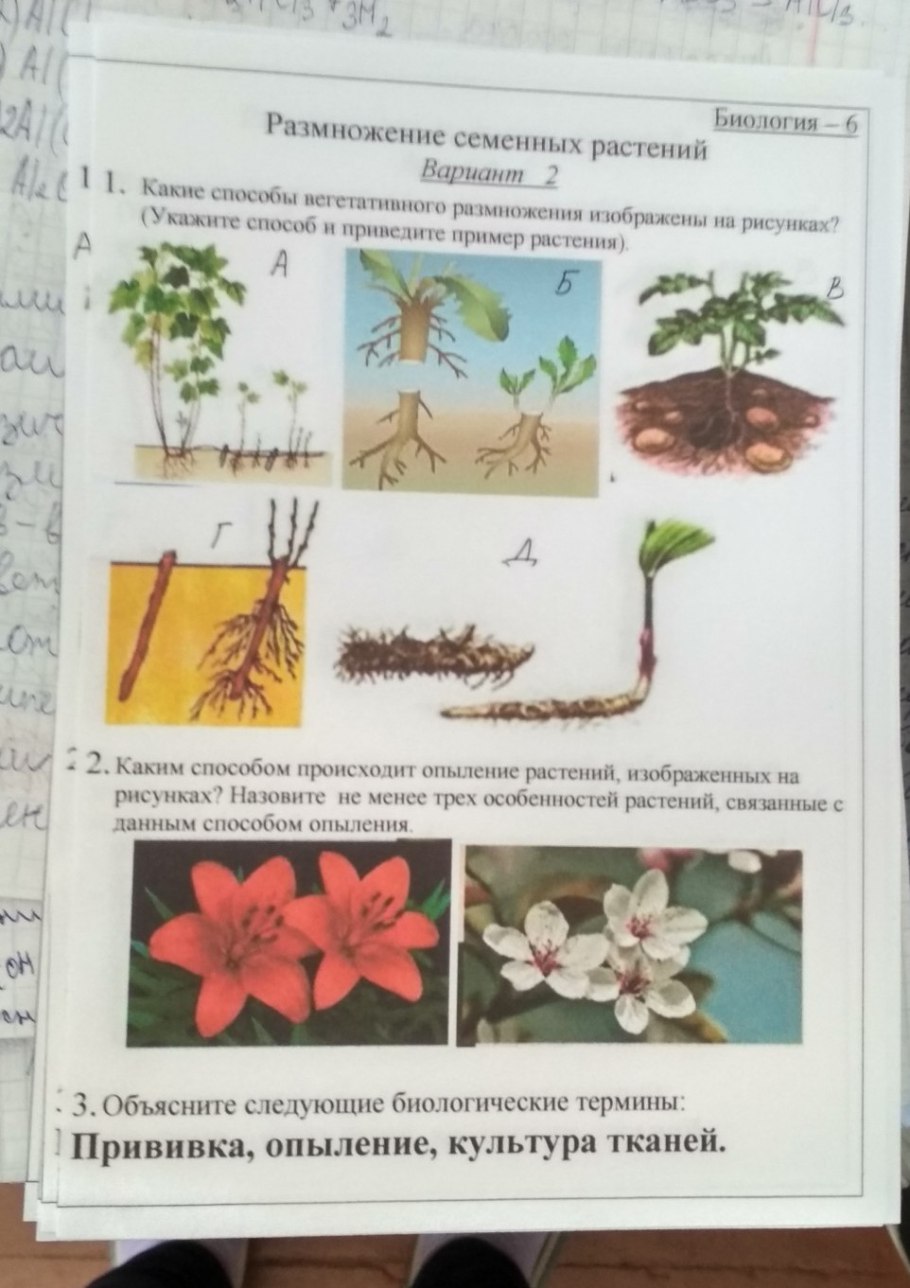 Отдел Покрытосеменные презентация