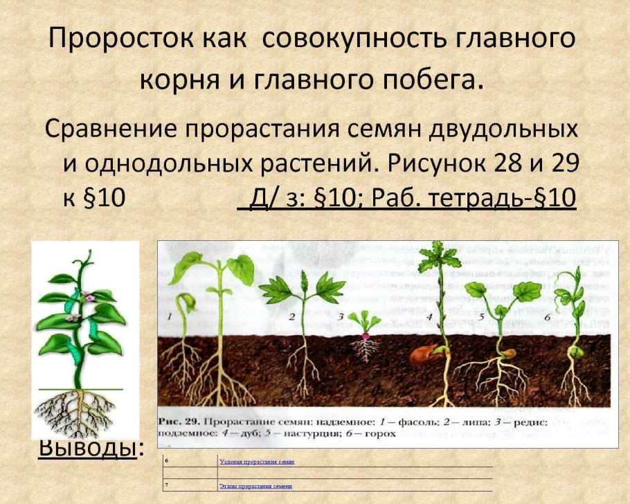 Какие условия нужны для прорастания плесени