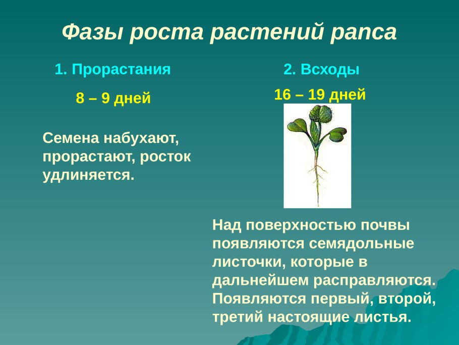 Способы распространения плодов и семян