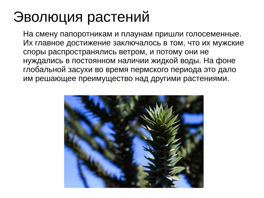 Плауновидные и Хвощевидные