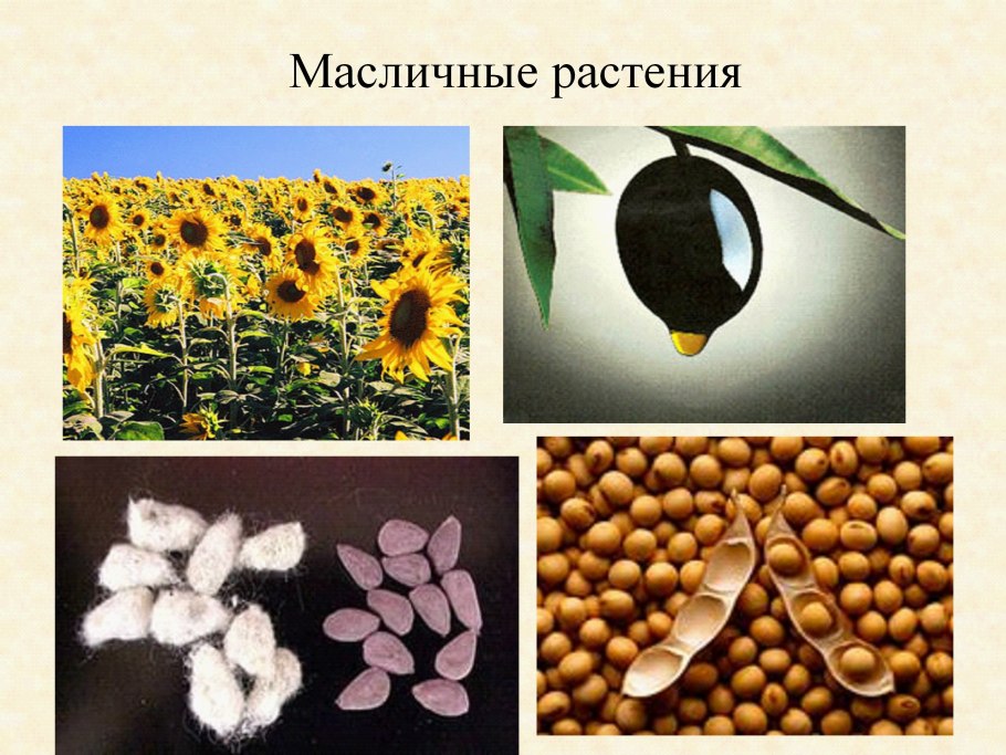 Двойное оплодотворение у голосеменных