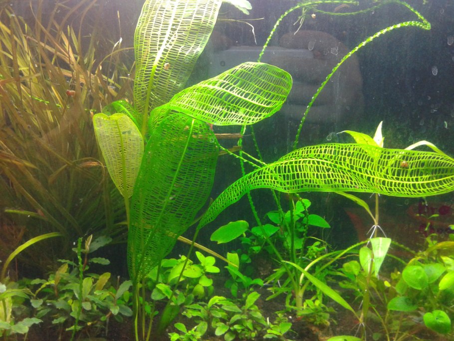 Апоногетон лонгиплюмулозус Aponogeton longiplumulosus