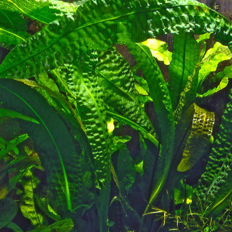 Апоногетон ульвовидный