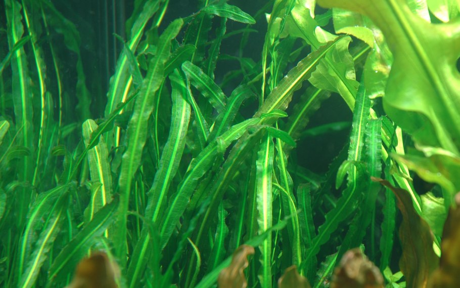 +Aponogeton +abyssinicus