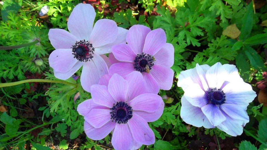 Анемона (Anemone) Montrose