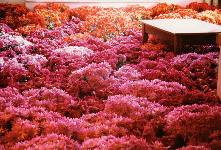 Цветы амонема