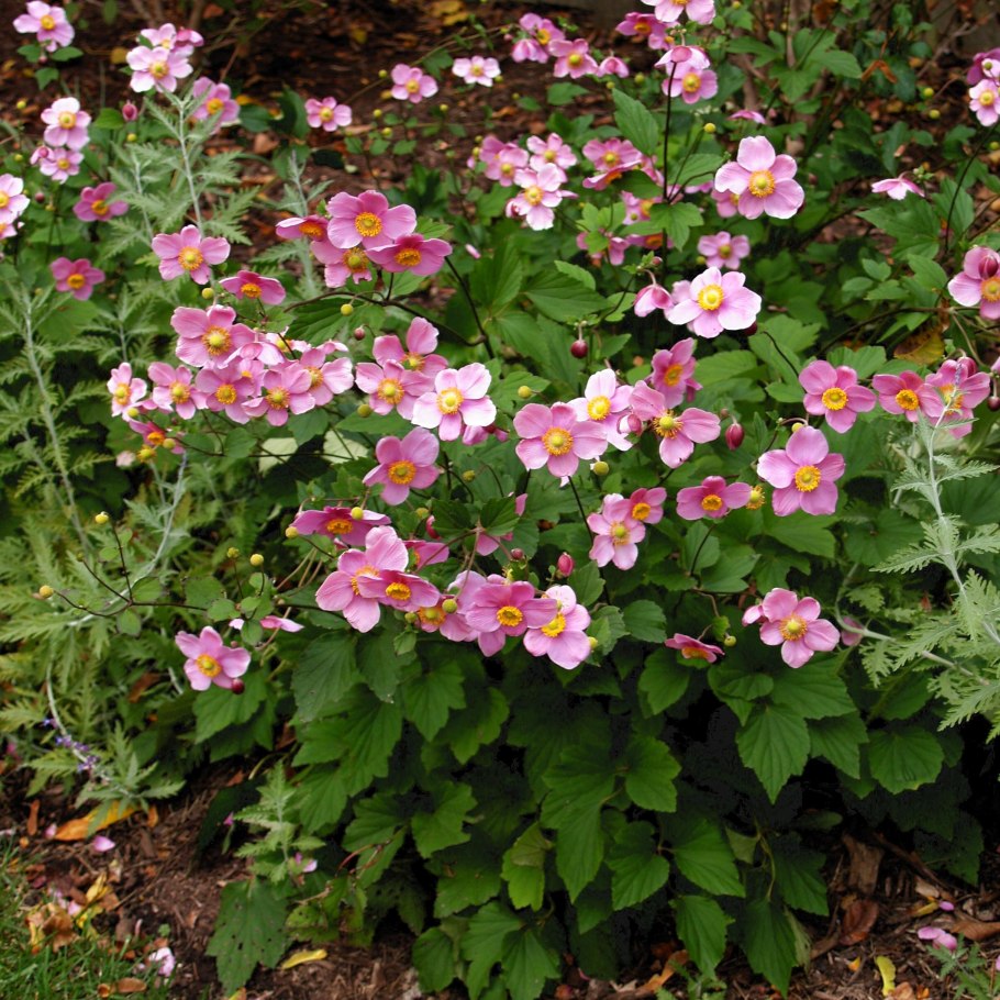 Анемона корончатая bicolor