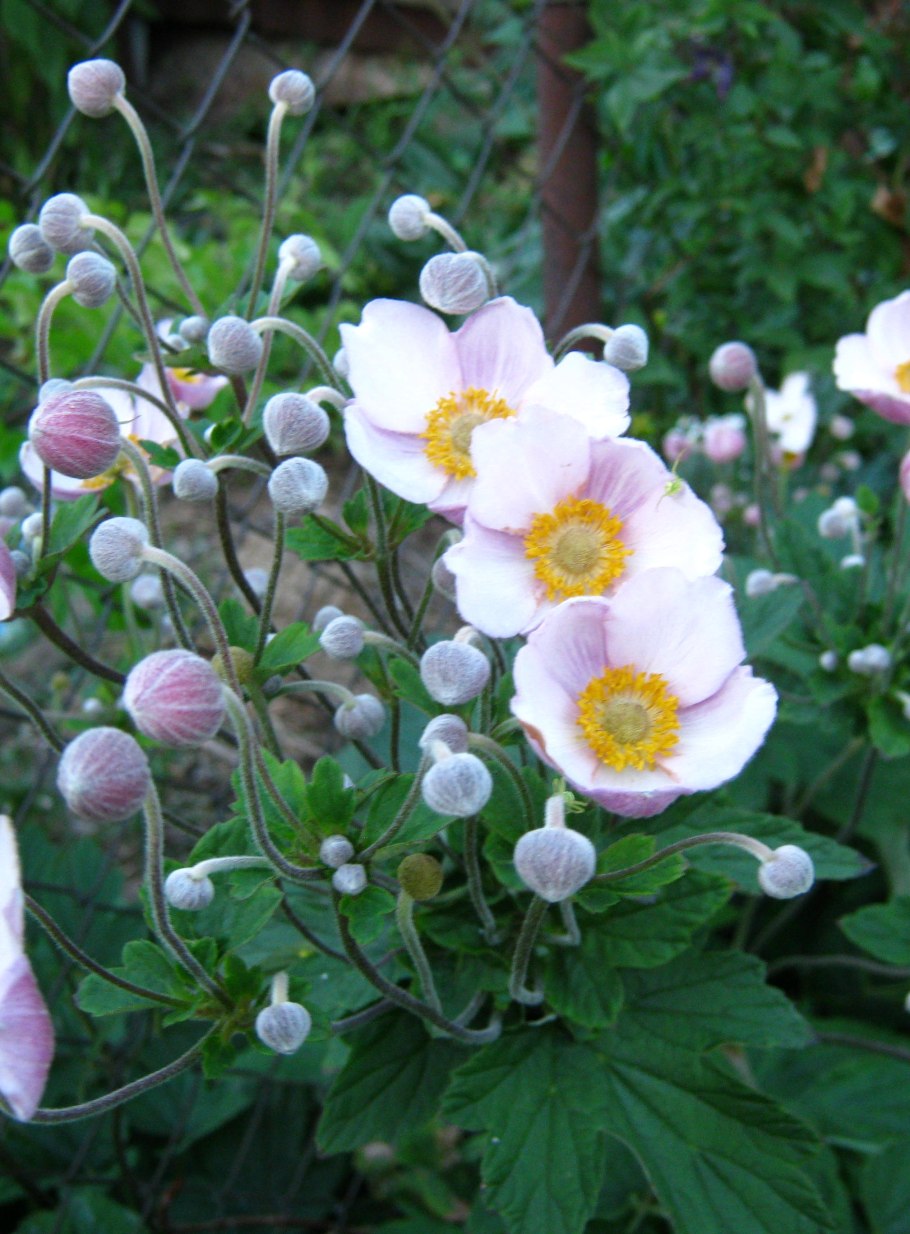 Анемона ветреница японская