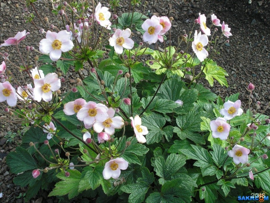 Анемона японская осенняя